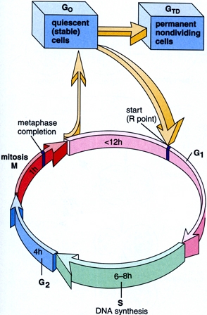 Il ciclo cellulare, Mitosi e citodieresi, Un esempio dal regno vegetale